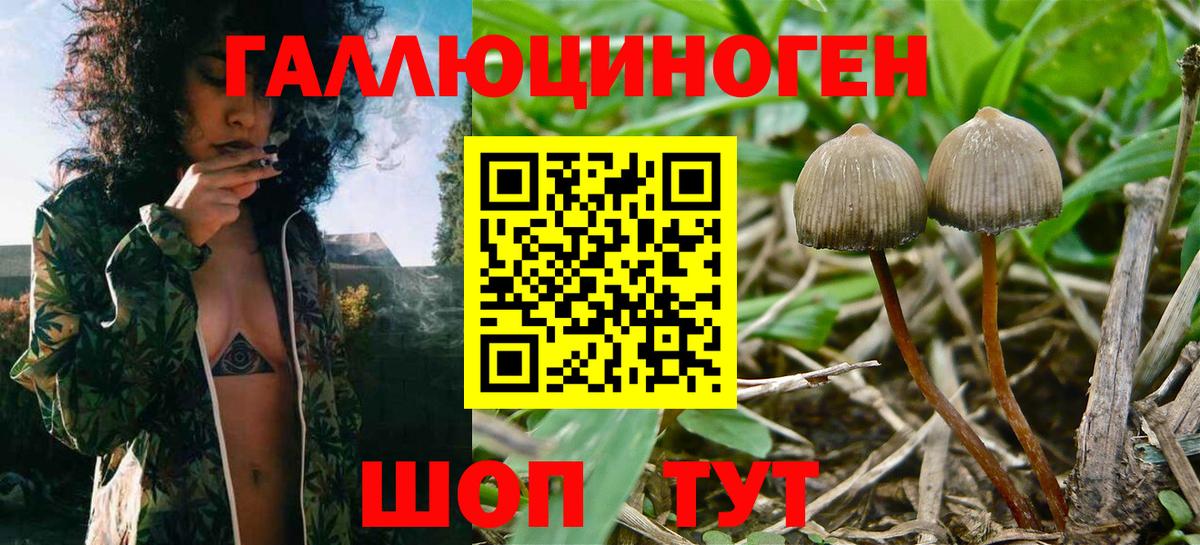 Малгобек  Галлюциногенные грибы ЛСД  купить наркотики цена  Вход с VPN  Галлюциногенные грибы Psilocybine cubensis 
